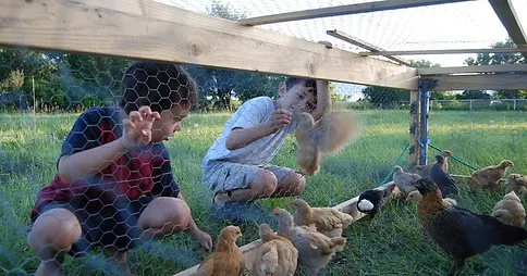 Chickens